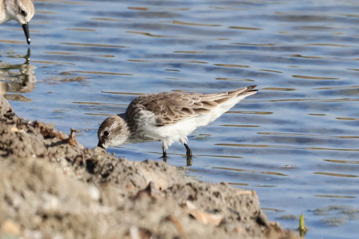 Western Sandpiper - ML616318276