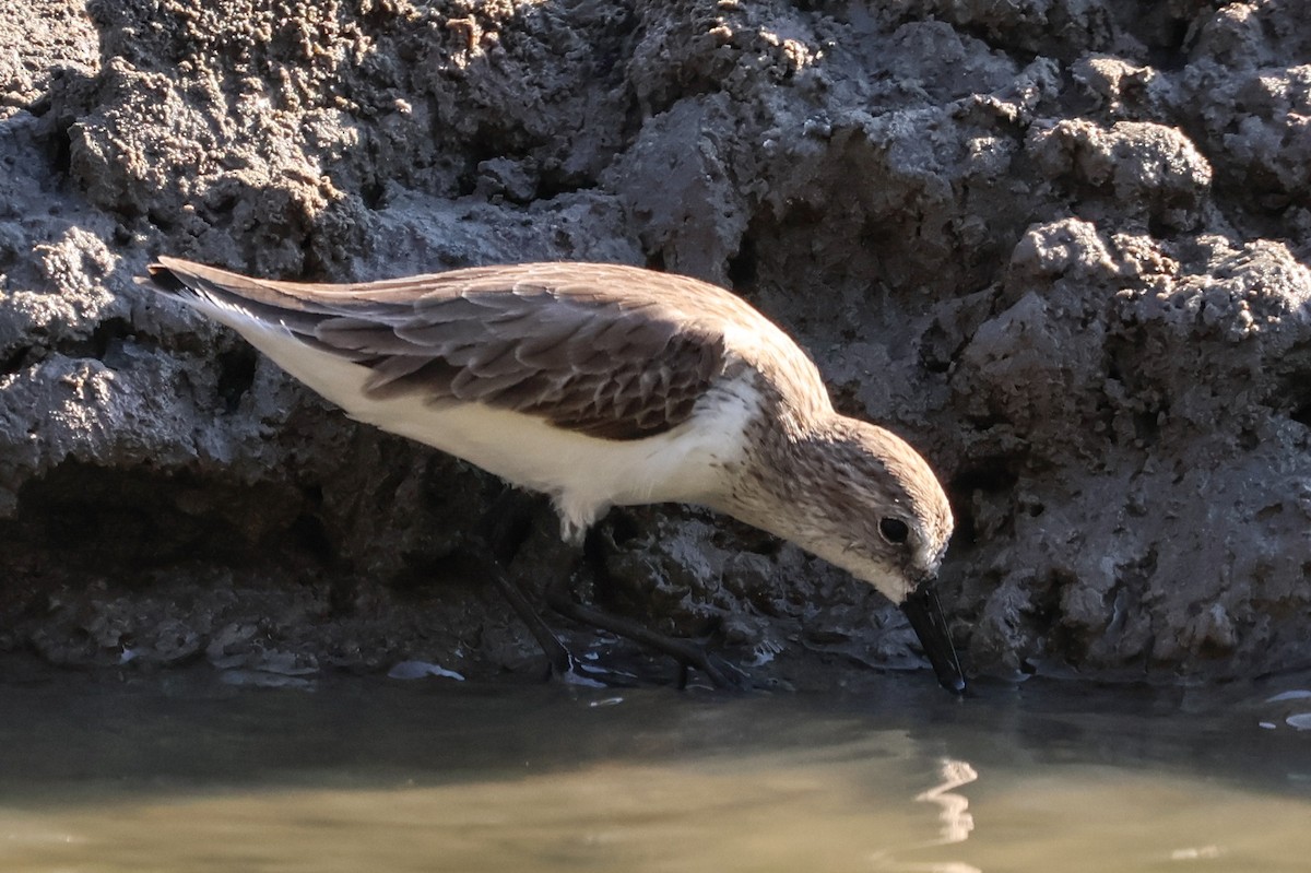 Bergstrandläufer - ML616318277