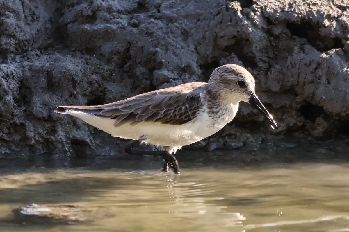 Bergstrandläufer - ML616318279