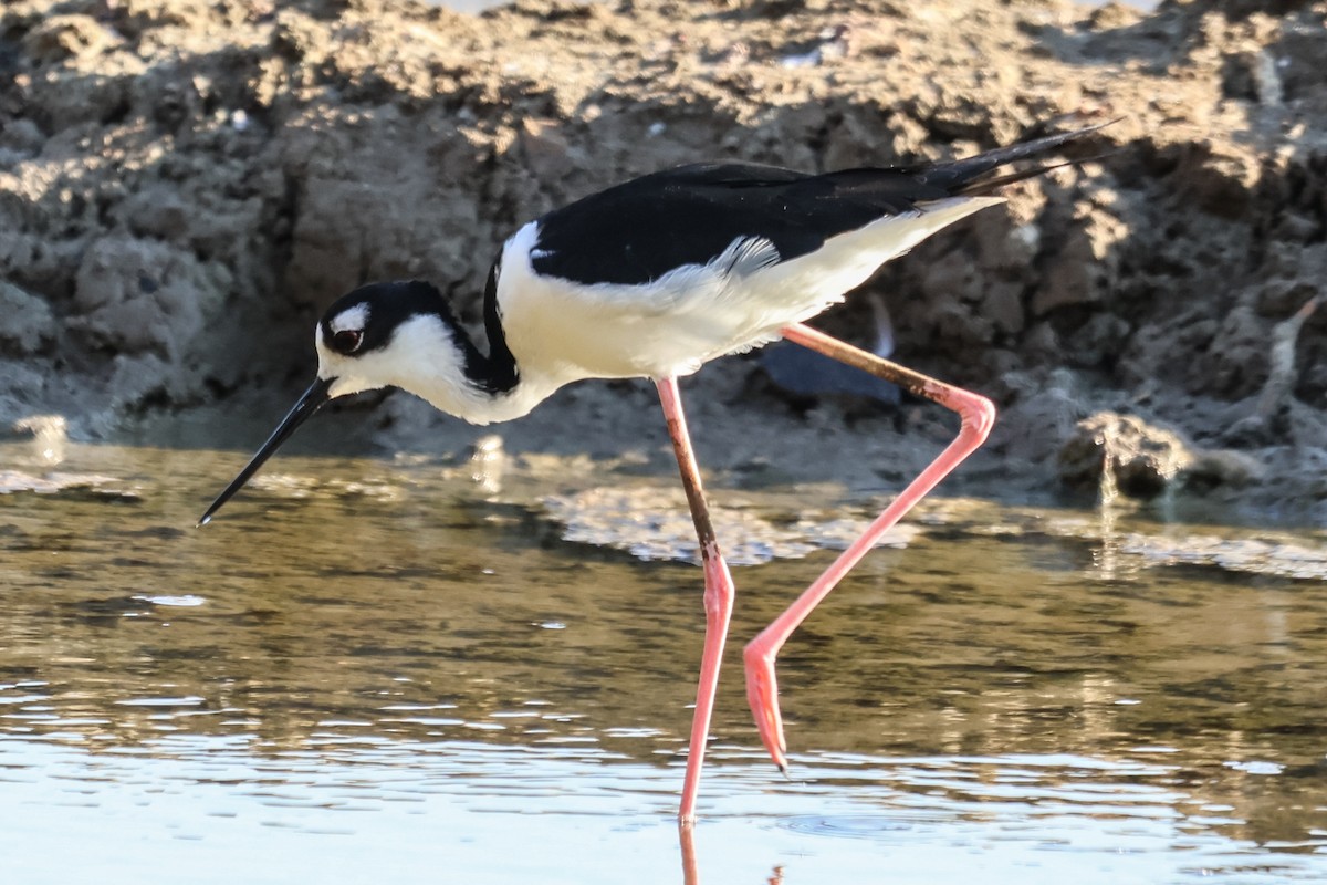 Black-necked Stilt - ML616318284