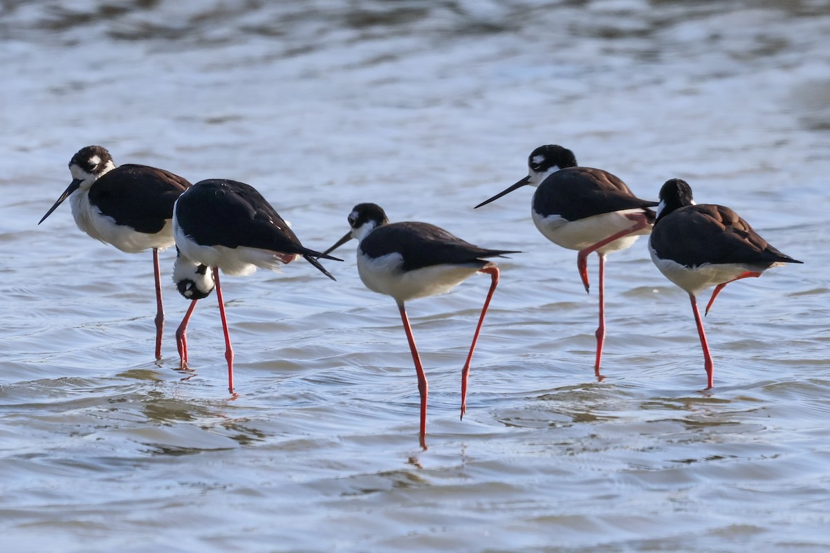 Black-necked Stilt - ML616318285