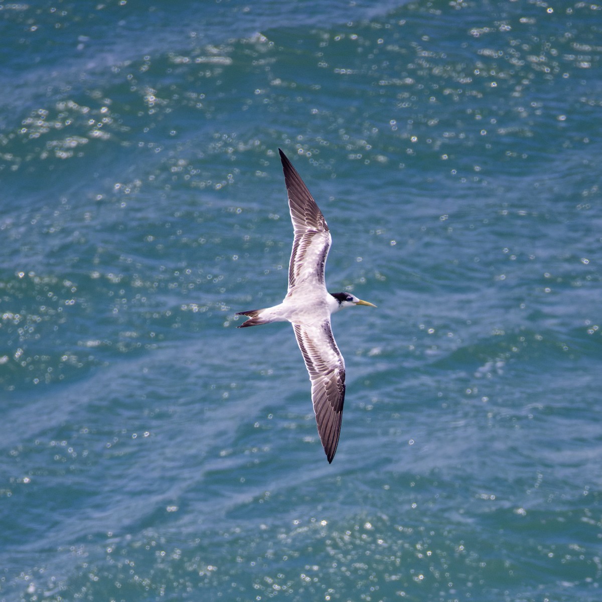 Great Crested Tern - Alexander Babych