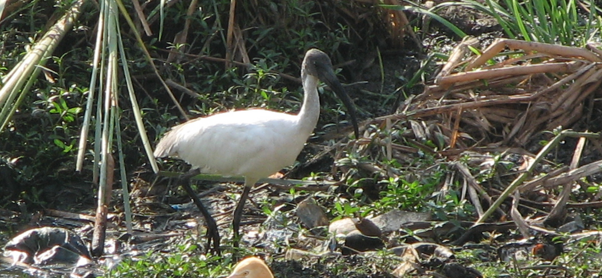 Ibis à tête noire - ML616318341