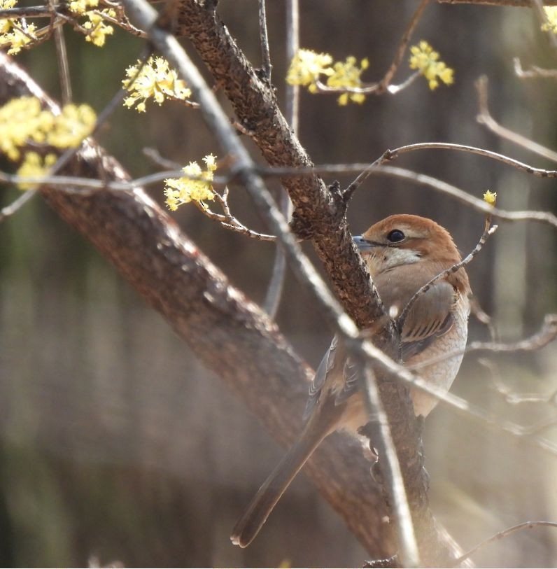 Bull-headed Shrike - ML616318363