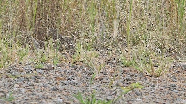 Brown Quail - ML616318374