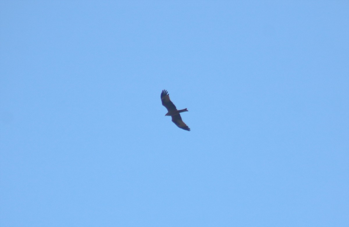 Black Kite - ML616318377