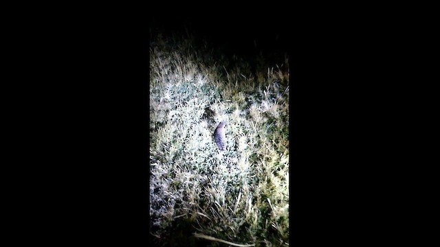 Râle noir (tuerosi) - ML616318380