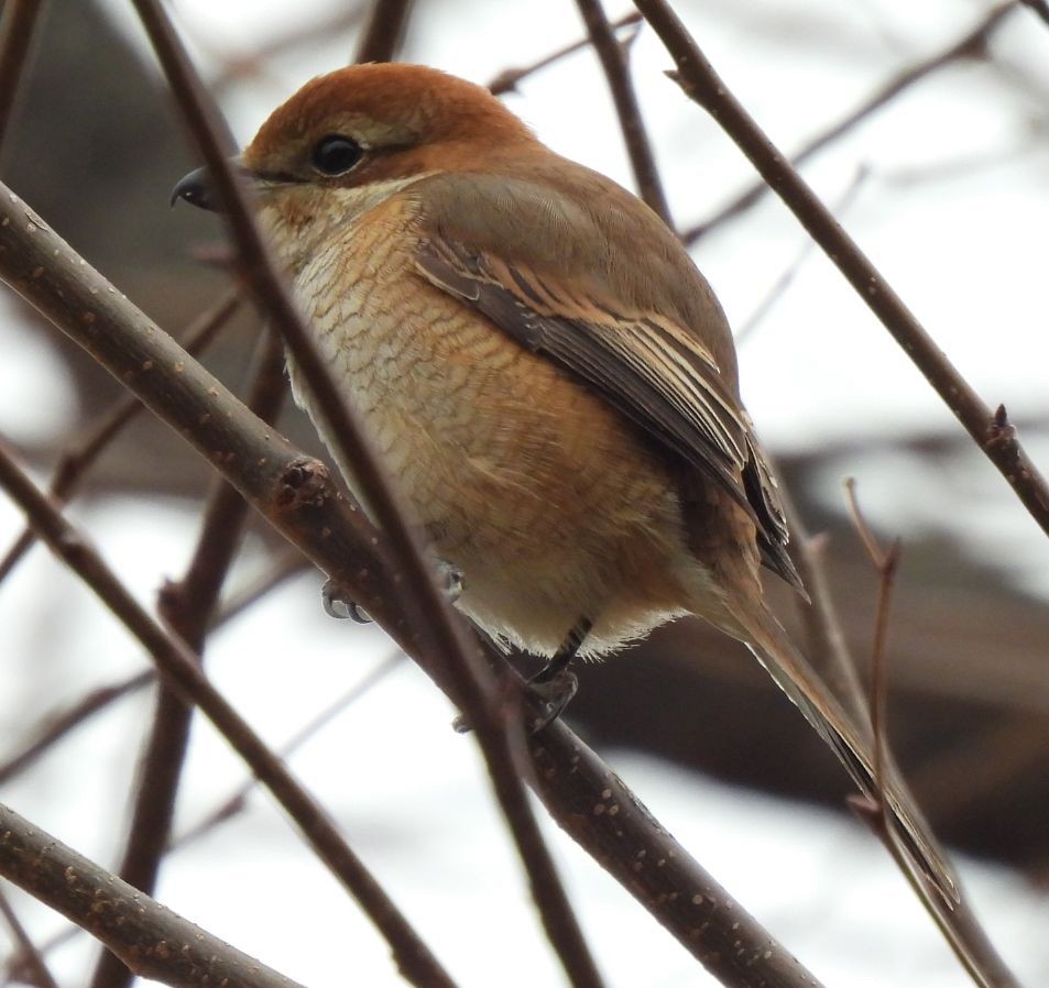 Bull-headed Shrike - masao komura