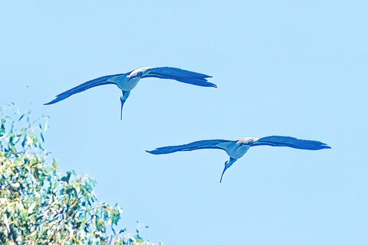 Straw-necked Ibis - ML616318420