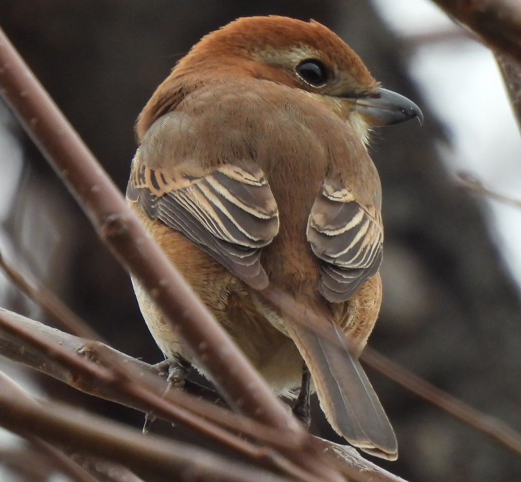 Bull-headed Shrike - ML616318425