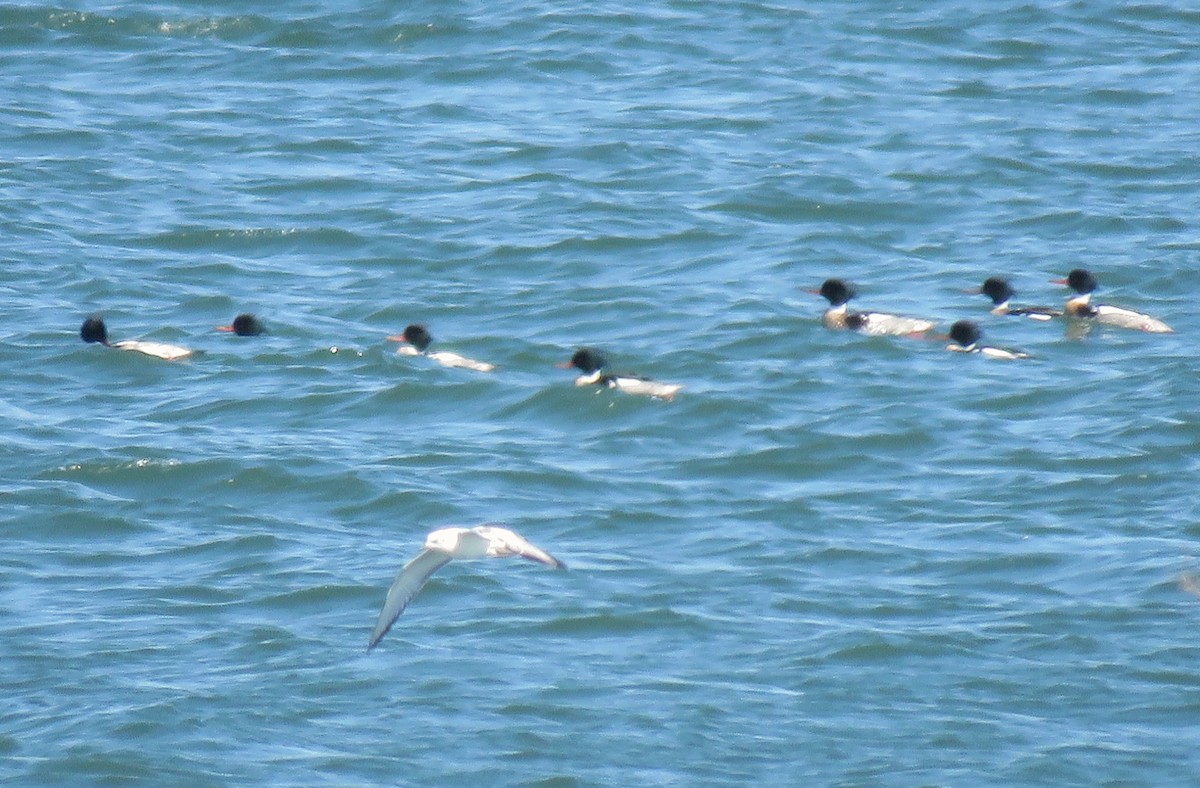 Red-breasted Merganser - ML616318458