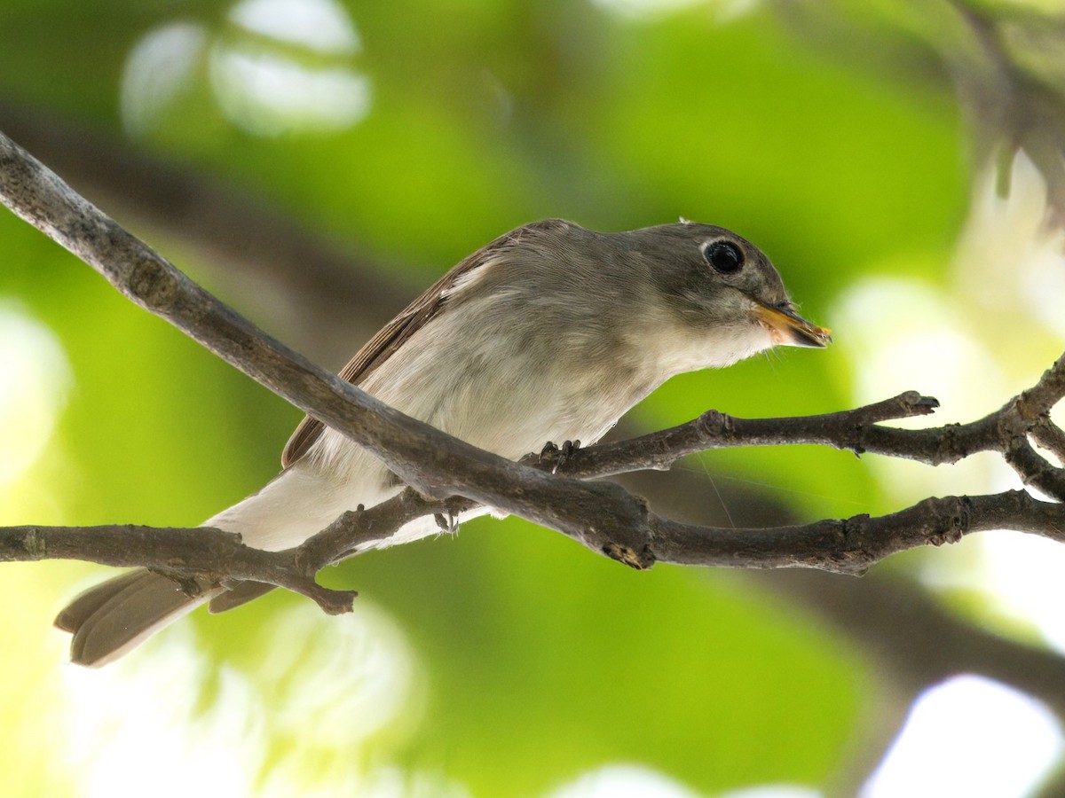 Asian Brown Flycatcher - ML616318470