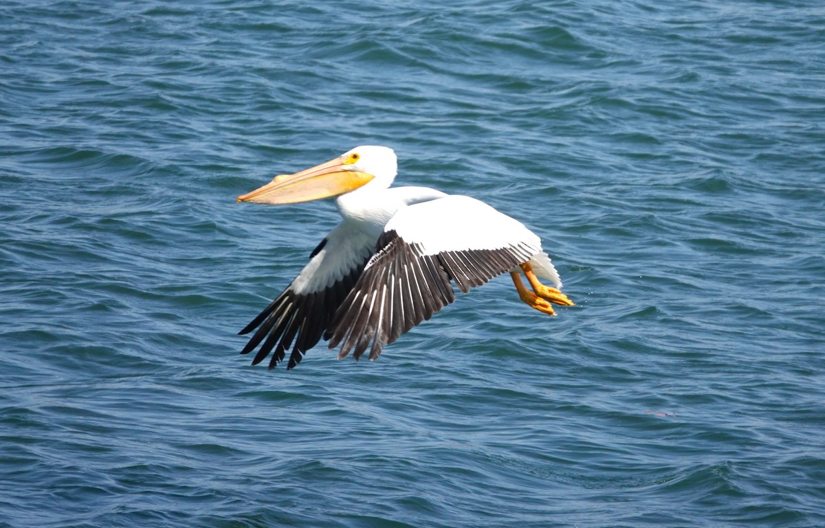 American White Pelican - ML616318472