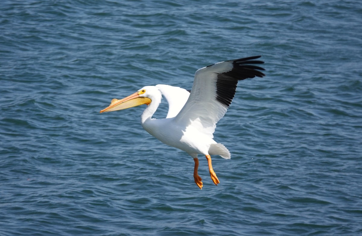 American White Pelican - ML616318489