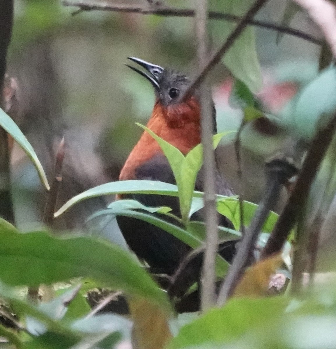 Chestnut-breasted Wren - ML616318493