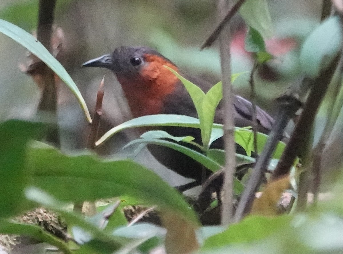 Chestnut-breasted Wren - ML616318494