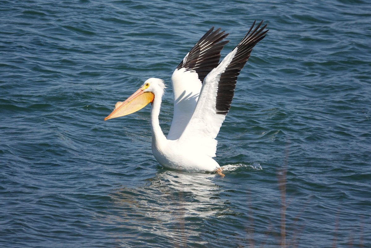 American White Pelican - ML616318496