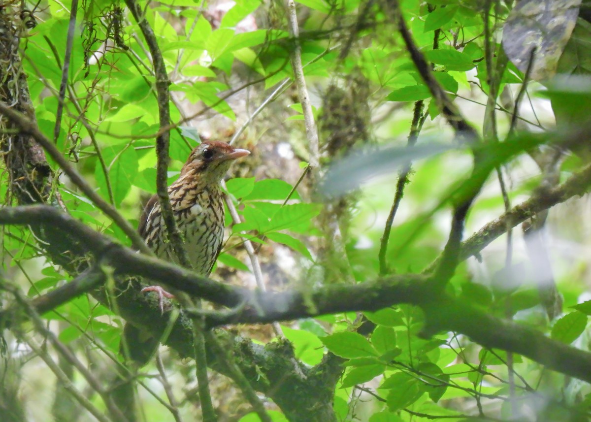 Short-tailed Antthrush - ML616318521