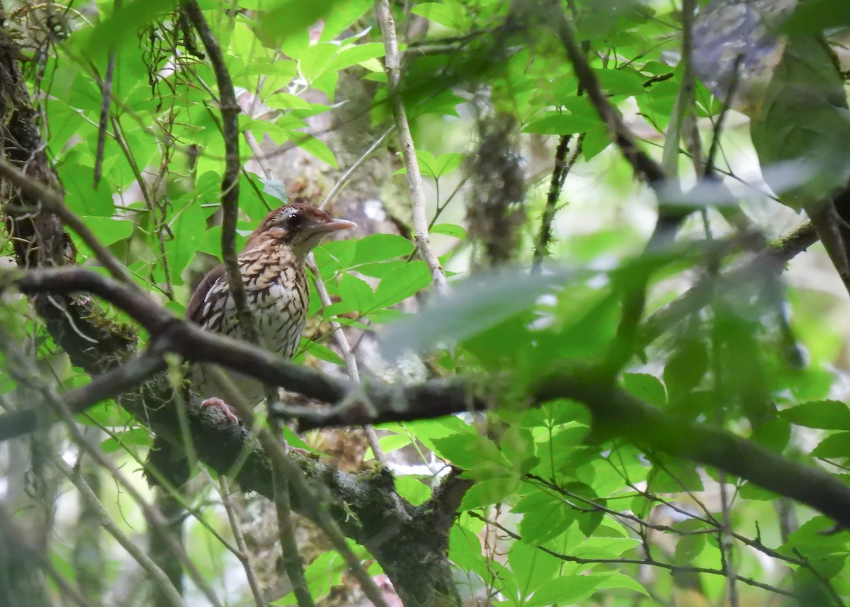 Short-tailed Antthrush - ML616318523