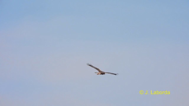 Western Marsh Harrier - ML616318556