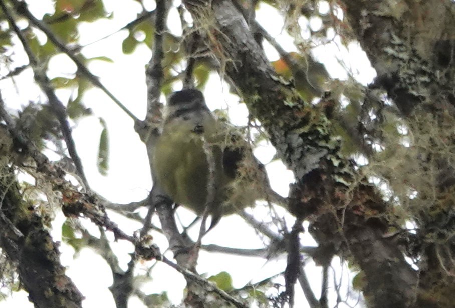 Black-capped Tyrannulet - ML616318570