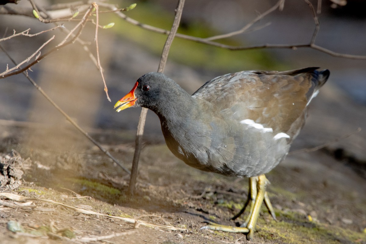 Eurasian Moorhen - ML616318577