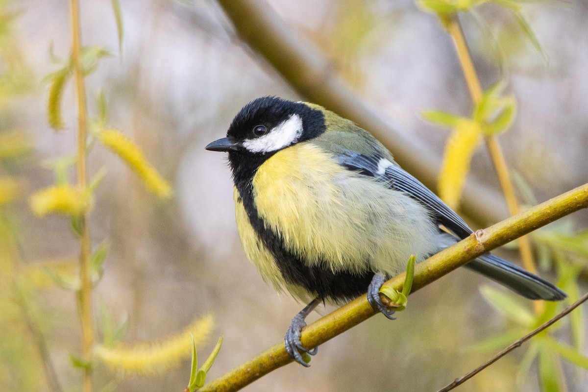 Great Tit - ML616318595