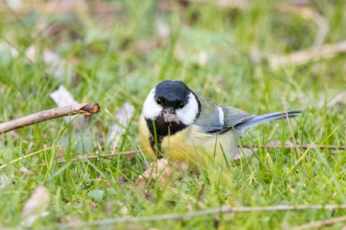 Great Tit - ML616318596