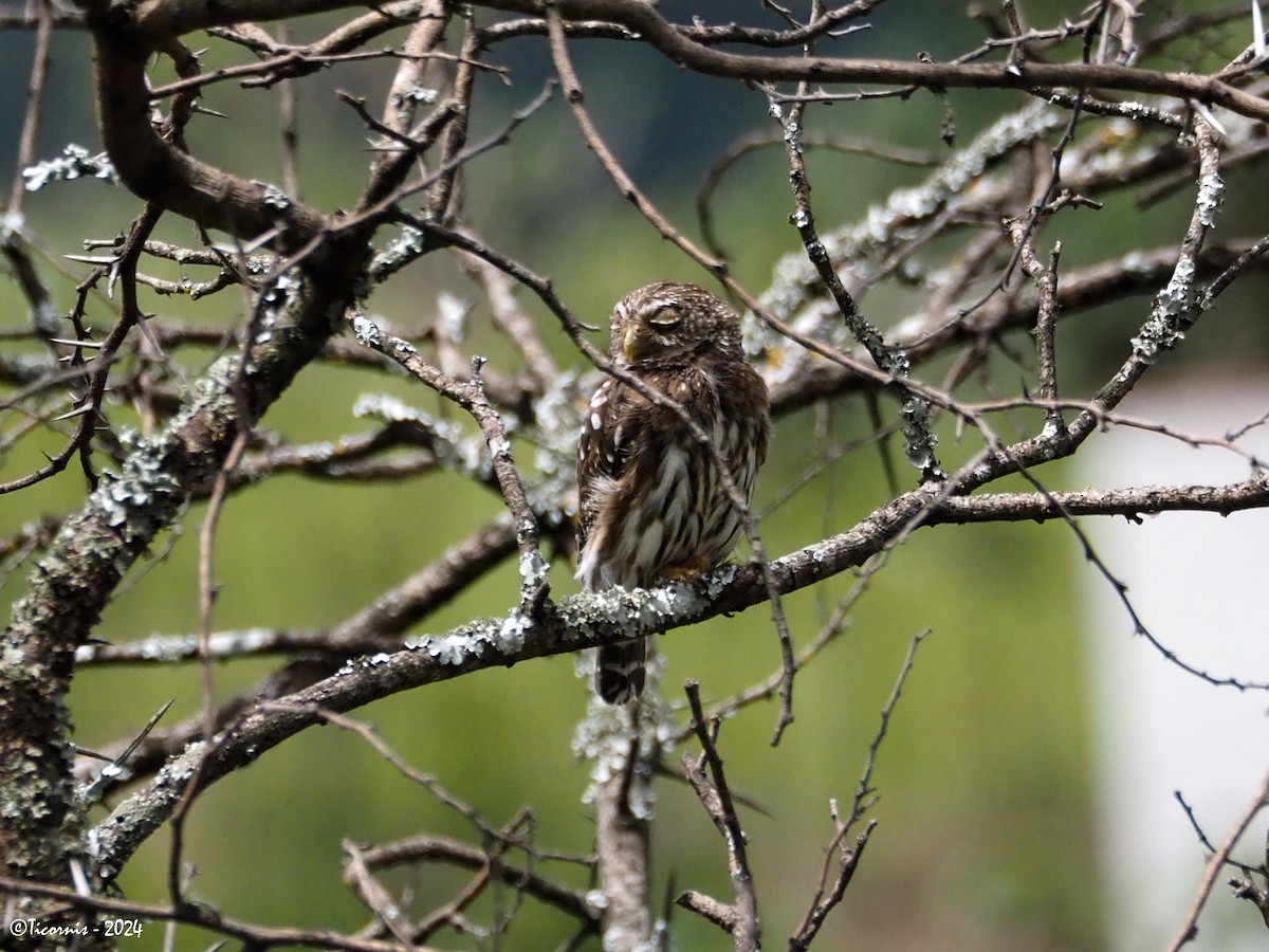 Peruvian Pygmy-Owl - Rafael Campos-Ramírez