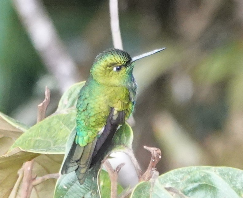 Emerald-bellied Puffleg - ML616318605