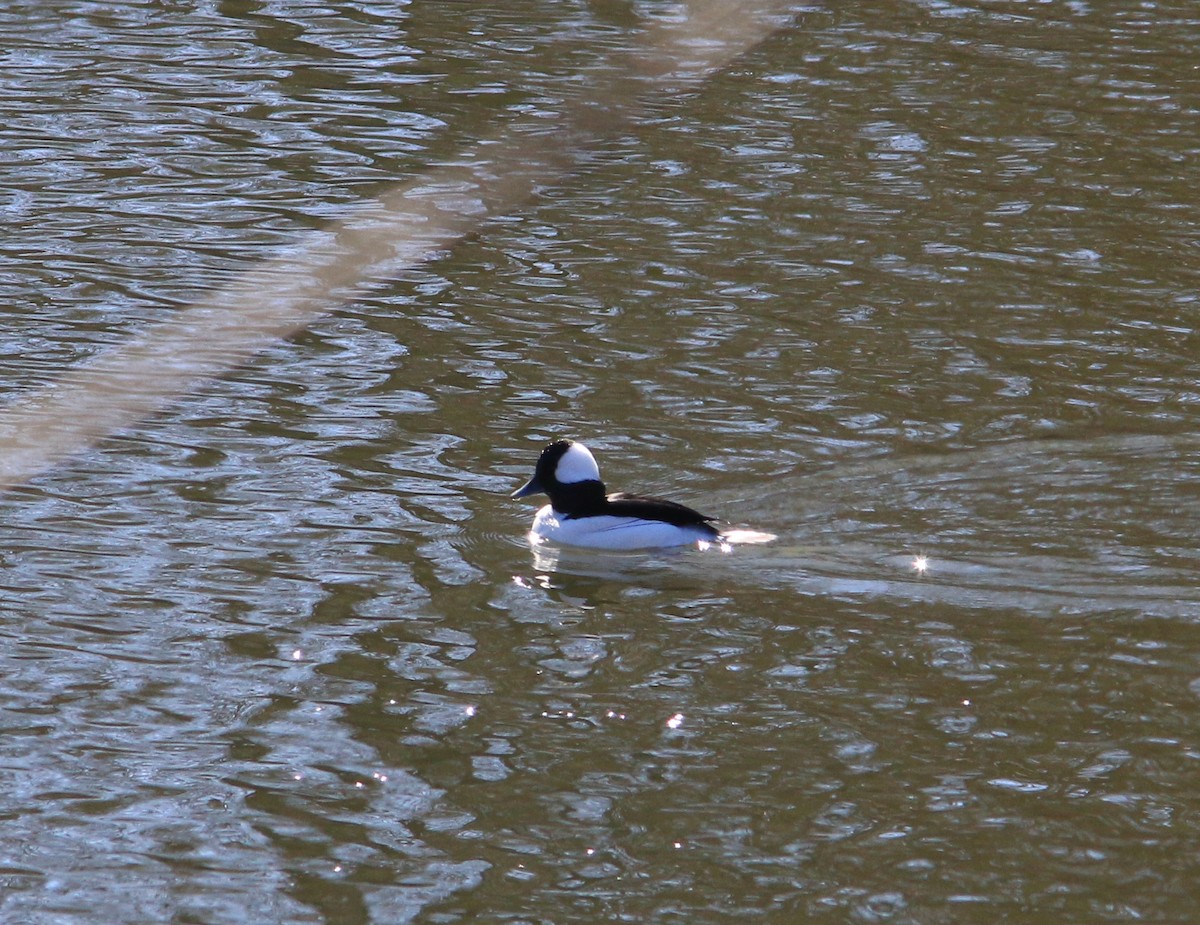 Bufflehead - ML616318649