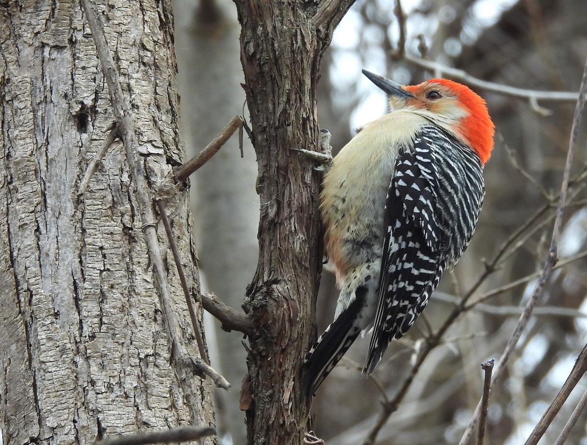 Red-bellied Woodpecker - ML616318661