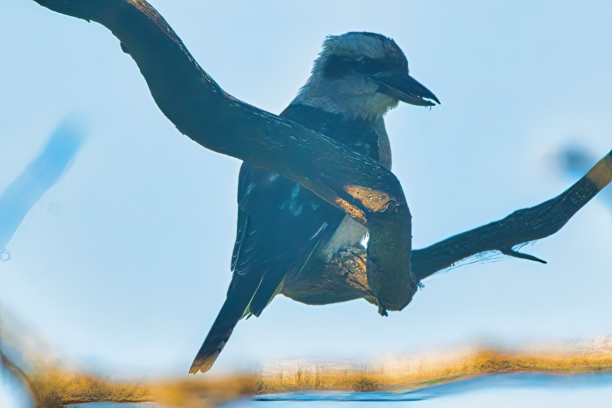 Laughing Kookaburra - ML616318779