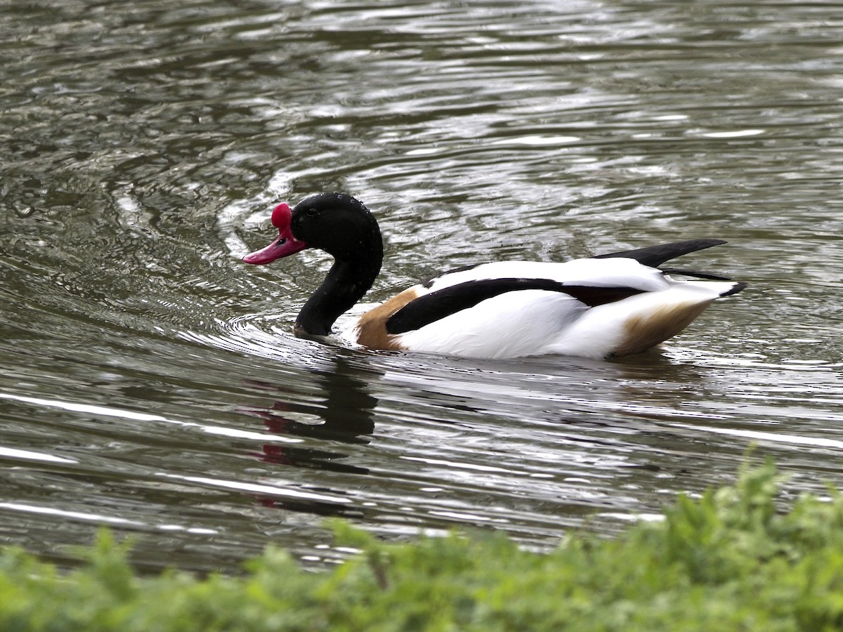 Common Shelduck - ML616318791