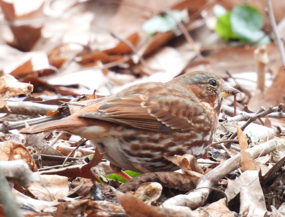 Fox Sparrow - ML616318803