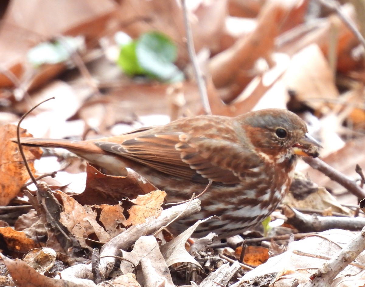 Fox Sparrow - ML616318804