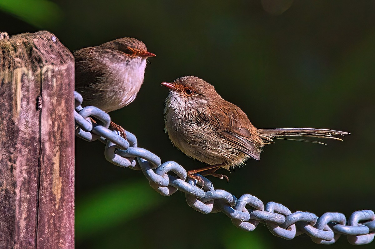 Superb Fairywren - ML616318831