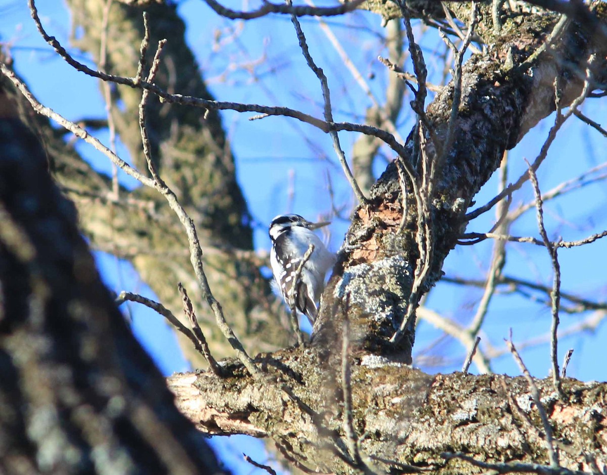 Hairy Woodpecker - ML616318840