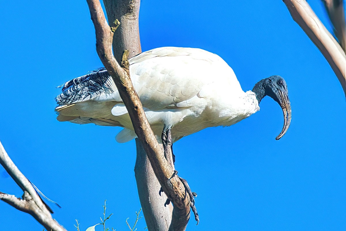 ibis australský - ML616318886