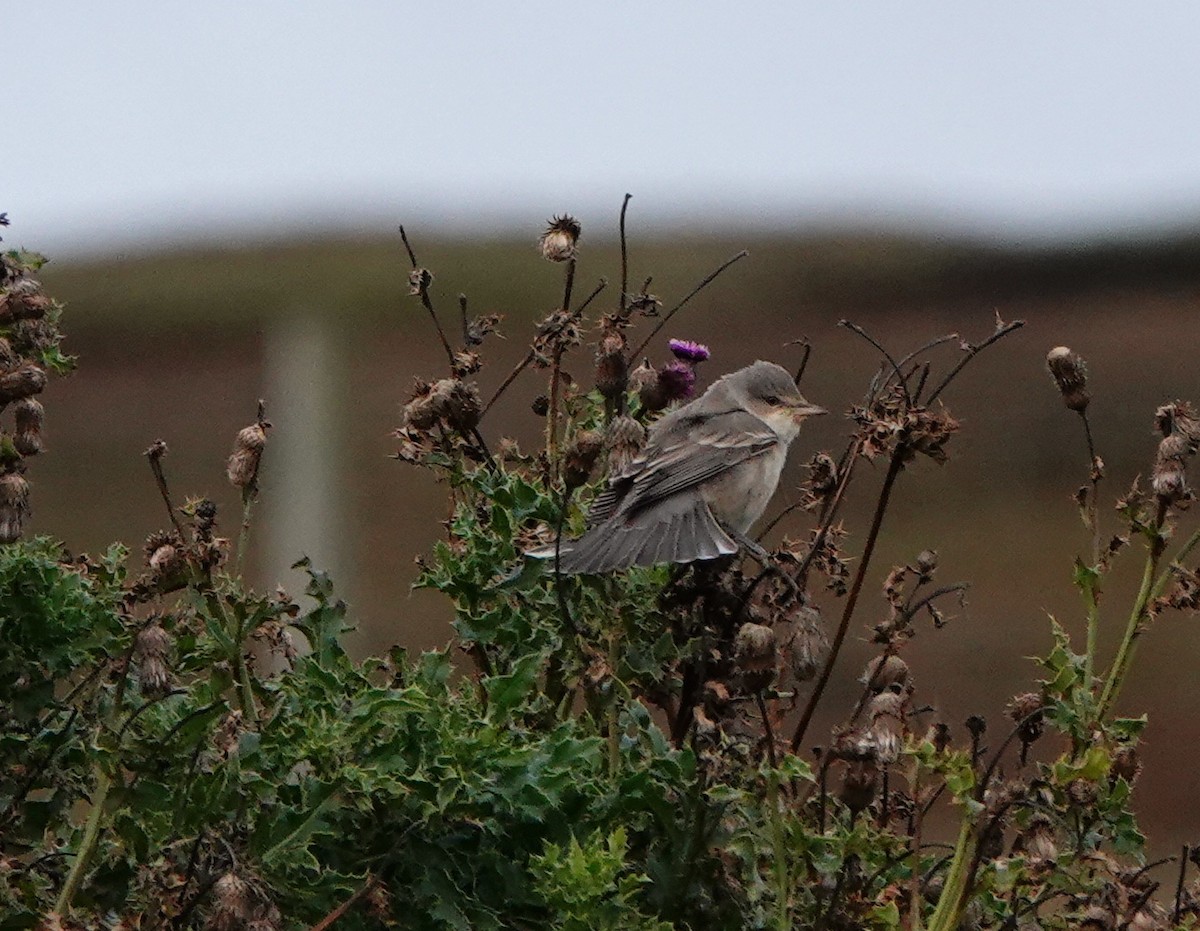 Barred Warbler - ML616318974