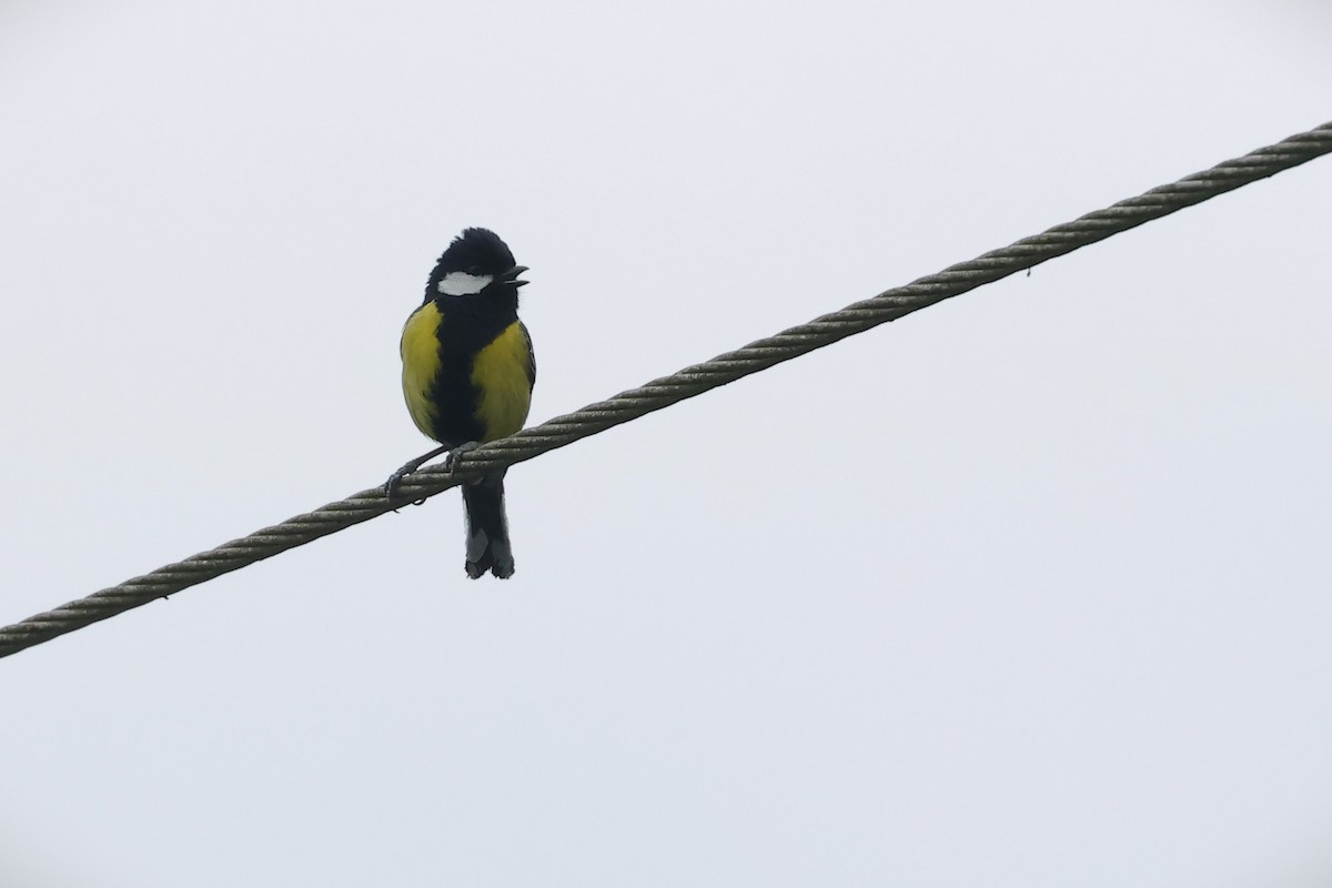 Green-backed Tit - ML616318986