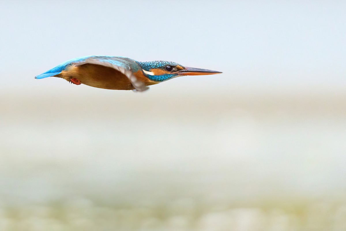 Common Kingfisher - ML616318998