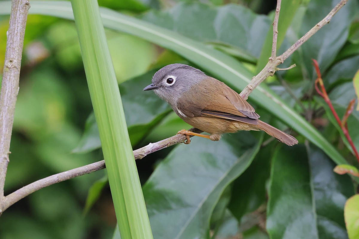 Morrison's Fulvetta - ML616319045