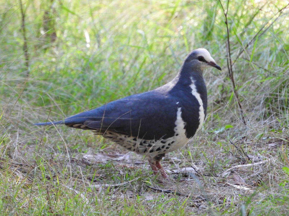 Wonga Pigeon - ML616319066