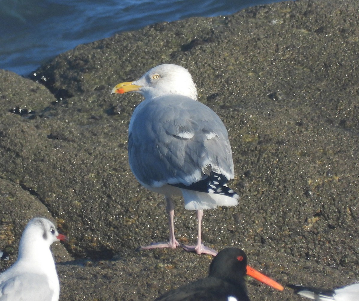 Gaviota Argéntea - ML616319070