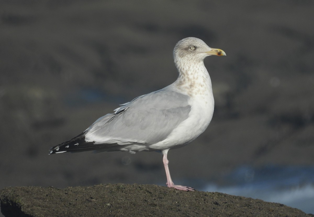 Herring Gull - ML616319101