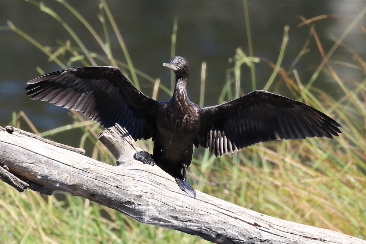 Little Black Cormorant - Deb & Rod R