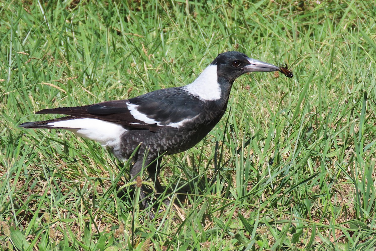 Australian Magpie - Deb & Rod R