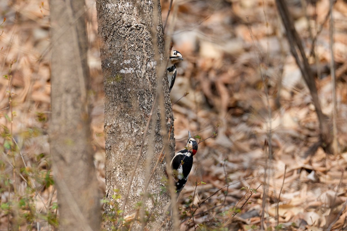 Great Spotted Woodpecker - ML616319317