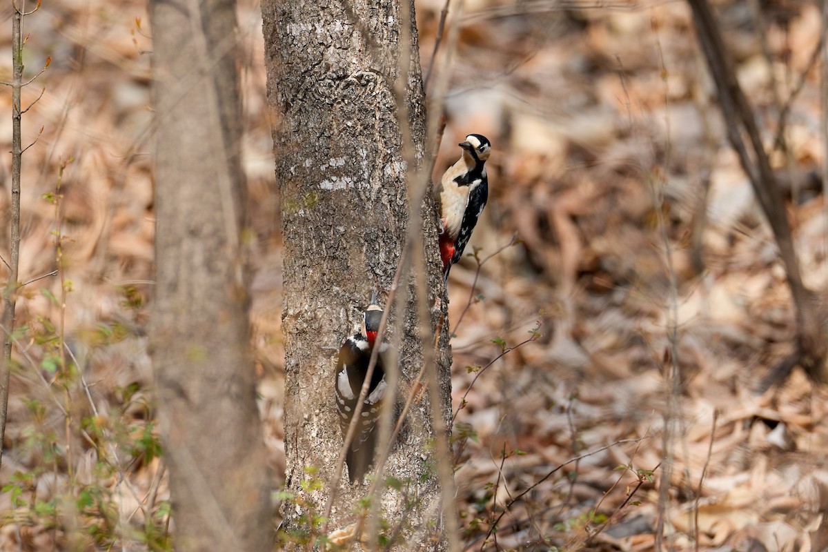 Great Spotted Woodpecker - ML616319318